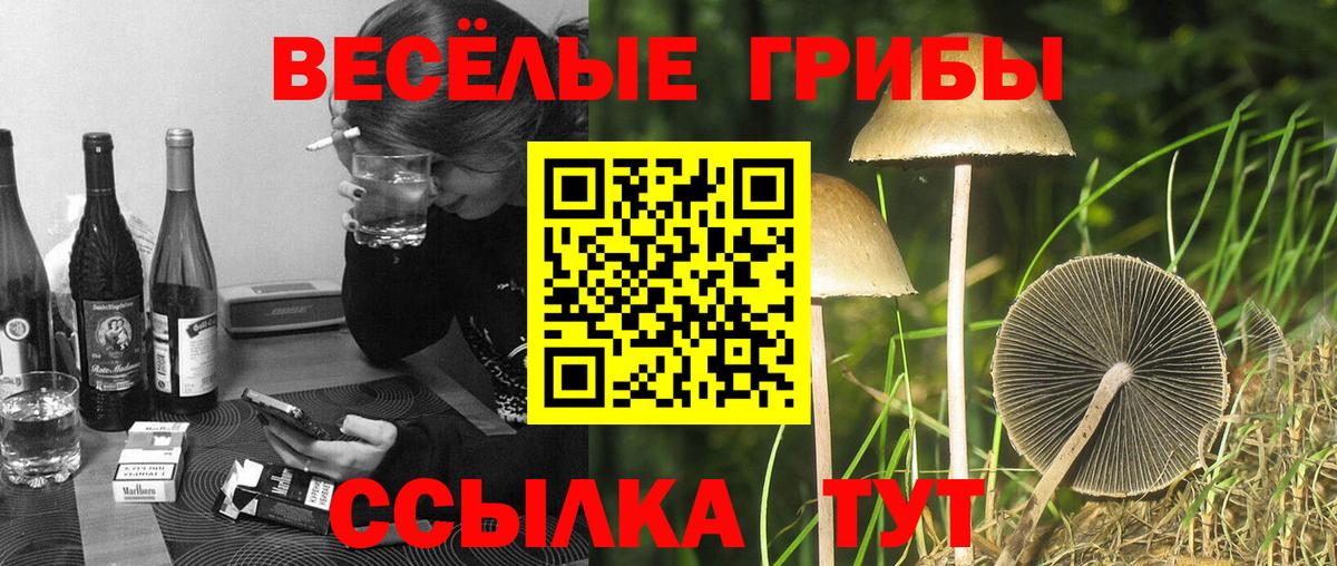 Галлюциногенные грибы Cubensis  Галлюциногенные грибы прущие грибы  Вход с VPN  Новозыбков 